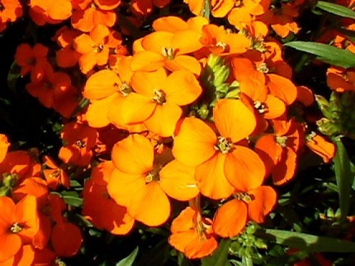 Siberian wallflower Per Gram Winter