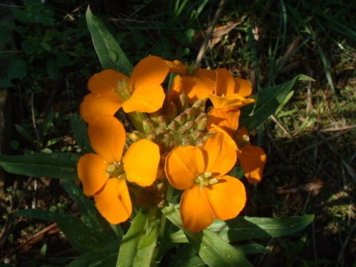 Siberian wallflower Per Gram Winter