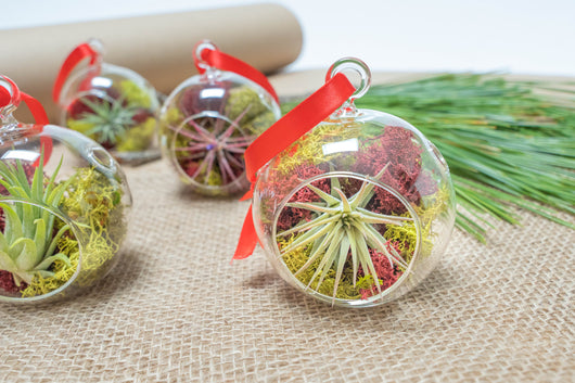 Mini Jolly Terrarium with Tillandsia Ionantha Air Plant