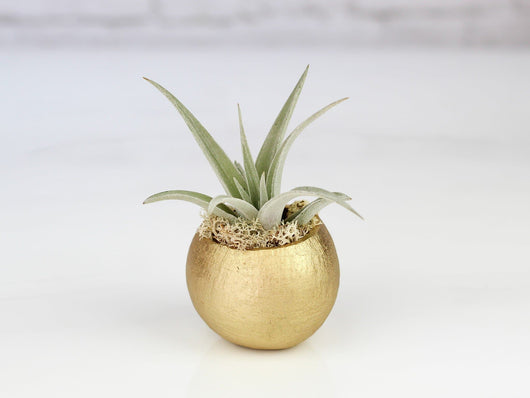 Metallic Gold Pod with Assorted Tillandsia Air Plant