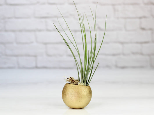 Metallic Gold Pod with Assorted Tillandsia Air Plant
