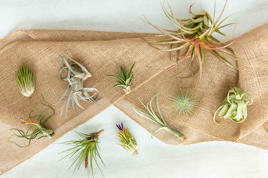 Tillandsia Air Plant Grab Bag - 10 Plants