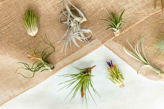 Tillandsia Air Plant Grab Bag - 10 Plants