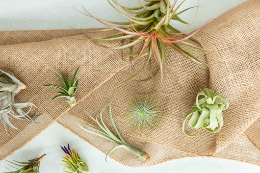 Tillandsia Air Plant Grab Bag - 10 Plants