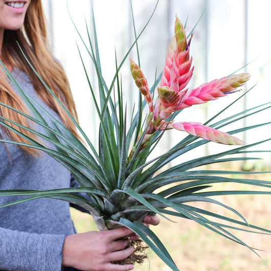 Fasciculata "Tropiflora" tillandsia Air Plant