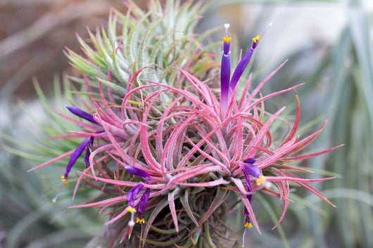 Mini Pebble Ornament with Tillandsia Ionantha Air Plant
