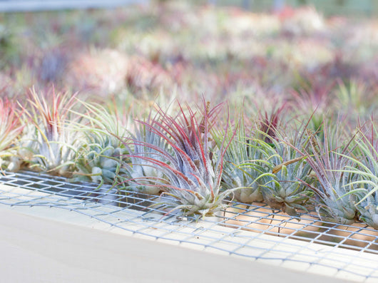 Rustic Terrarium with Assorted Tillandsia Air Plants
