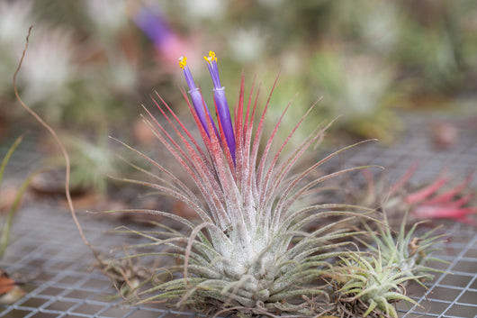 Holiday Gift Boxed: Vibrant Terrarium with Tillandsia Ionantha Air Plants