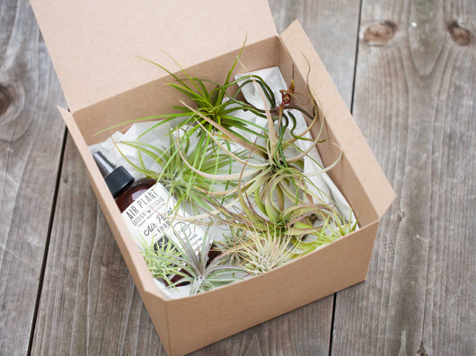 Tillandsia Air Plant Starter Kit - 10 or 20 Air Plants & Fertilizer