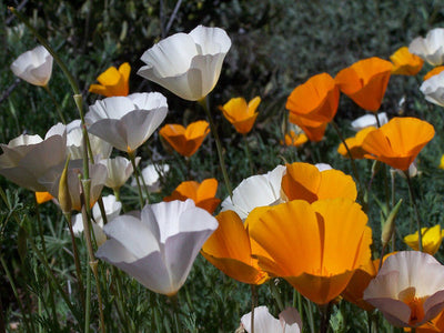 Californian poppy single mixed Per Gram Winter COMING SOON