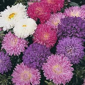Callistephus Tall Crested Princess Aster Mixed 1-Gram (Winter)