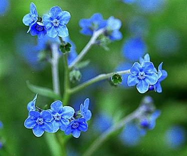 Chinese forget-me-not