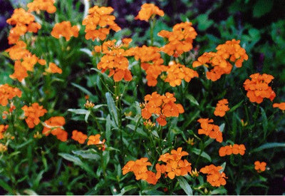 Siberian wallflower Per Gram Winter