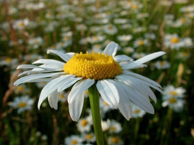 Chrysanthemum Mayfield Giants (Shasta daisy) Per Gram Winter