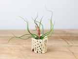 Tillandsia Bulbosa Guatemala Combo Pack