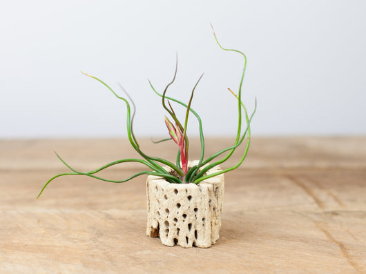 Tillandsia Bulbosa Guatemala Combo Pack