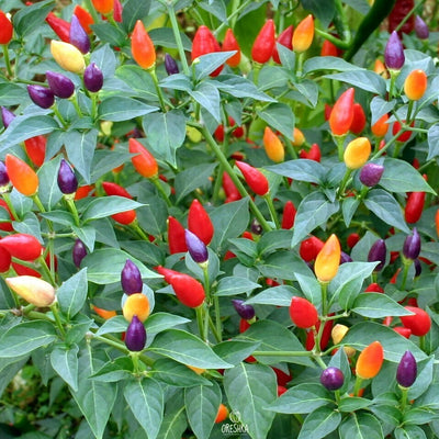 Capsicum Aladin (Ornamental pepper) COMING SOON