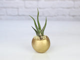 Metallic Gold Pod with Assorted Tillandsia Air Plant