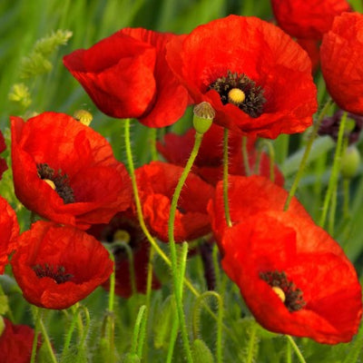 English poppy single red Per Gram Winter COMING SOON