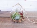 Rustic Terrarium with Assorted Tillandsia Air Plants