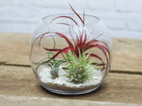 Wholesale: Glass Table Top Terrarium with Assorted Tillandsia Air Plants
