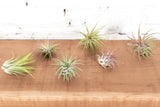 Tillandsia Ionantha Air Plant Combo Pack