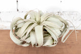 Tillandsia Xerographica Air Plant