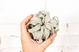Tillandsia Xerographica Air Plant