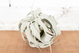 Tillandsia Xerographica Air Plant