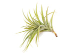 Tillandsia Latifolia Air Plant