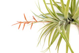 Tillandsia Latifolia Air Plant
