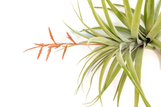 Tillandsia Latifolia Air Plant