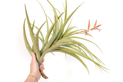 Tillandsia Latifolia Air Plant