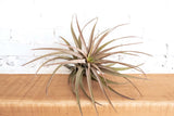 Tillandsia Novakii Air Plant