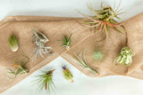 Tillandsia Air Plant Grab Bag - 10 Plants