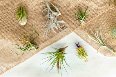 Tillandsia Air Plant Grab Bag - 10 Plants