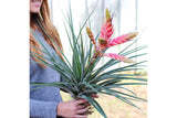 Tillandsia Fasciculata 'Tropiflora' Air Plant [Blooming Available]