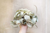 Jumbo Tillandsia Xerographica Air Plant