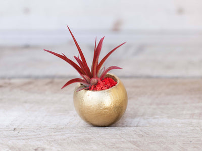 Metallic Gold Pod with Assorted Tillandsia Air Plant