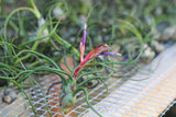 Tillandsia Bulbosa Guatemala Combo Pack