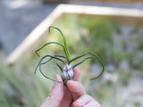 Tillandsia Bulbosa Guatemala Combo Pack