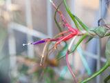 Tillandsia Bulbosa Guatemala Combo Pack