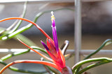 Tillandsia Bulbosa Guatemala Combo Pack
