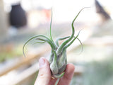 Bulbous Tillandsia Air Plants - Combo Pack
