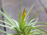 Tillandsia Air Plant Starter Kit - 10 or 20 Air Plants & Fertilizer