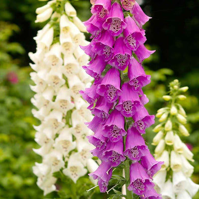 Foxglove gloxiniaeflora mixed Per Gram Winter COMING SOON