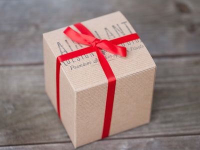 Holiday Gift Boxed: Vibrant Terrarium with Tillandsia Ionantha Air Plants