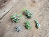 Tillandsia Ionantha Air Plant Combo Pack
