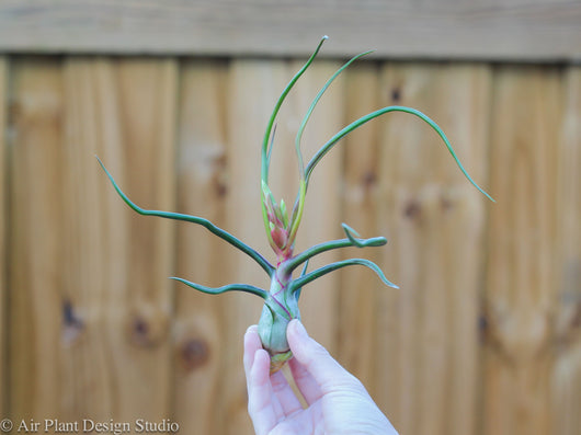 Wholesale: Glass Table Top Terrarium with Assorted Tillandsia Air Plants