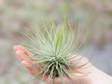 Tillandsia Air Plant Starter Kit - 10 or 20 Air Plants & Fertilizer